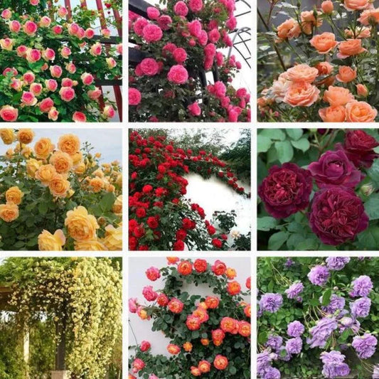 🌹 अब हर घर में रंग-बिरंगे फूल & Climbing Rose Seeds
