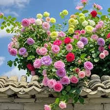 🌹 अब हर घर में रंग-बिरंगे फूल & Climbing Rose Seeds
